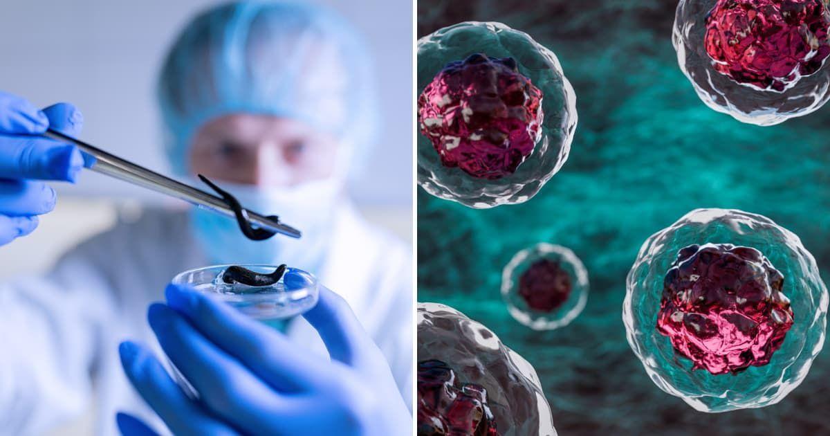 (L) Scientist performing research on stem cells of a flatworm, (R) Stem cells depiction (Representative Cover Image Source: Getty Images | (L) Janiecbros, (R) Osakawayne Studio)