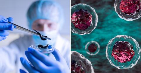 (L) Scientist performing research on stem cells of a flatworm, (R) Stem cells depiction (Representative Cover Image Source: Getty Images | (L) Janiecbros, (R) Osakawayne Studio)