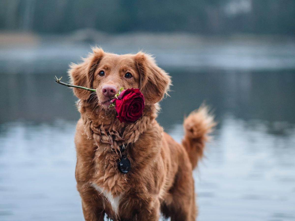 dog by a lake holding a red rose in his mouth