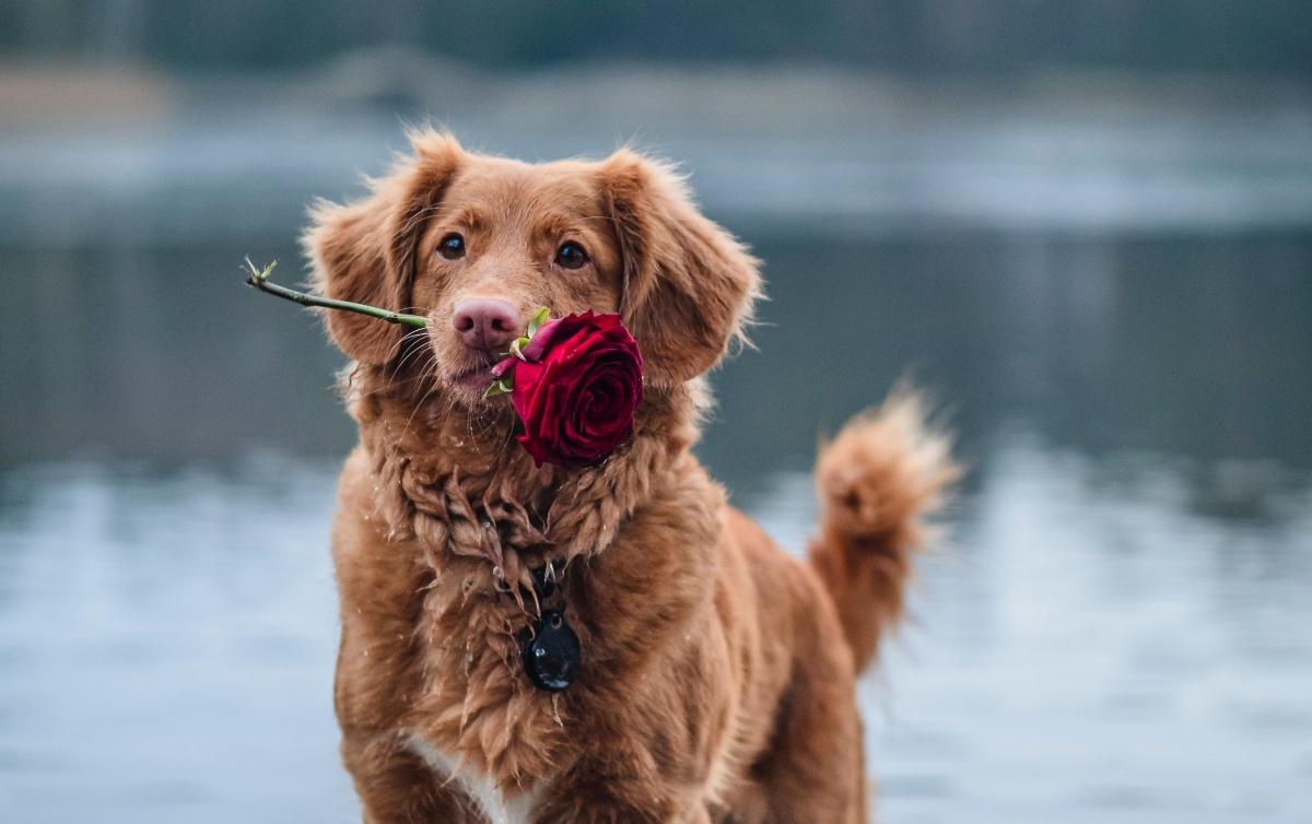 Are Roses Toxic to Cats and Dogs? What to Know