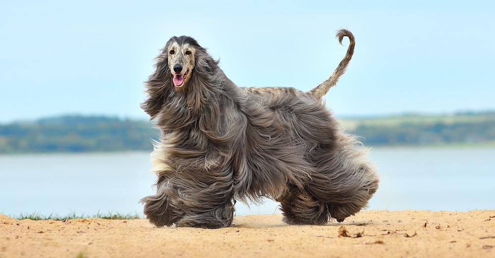 An Afghan Hound walking outside. 