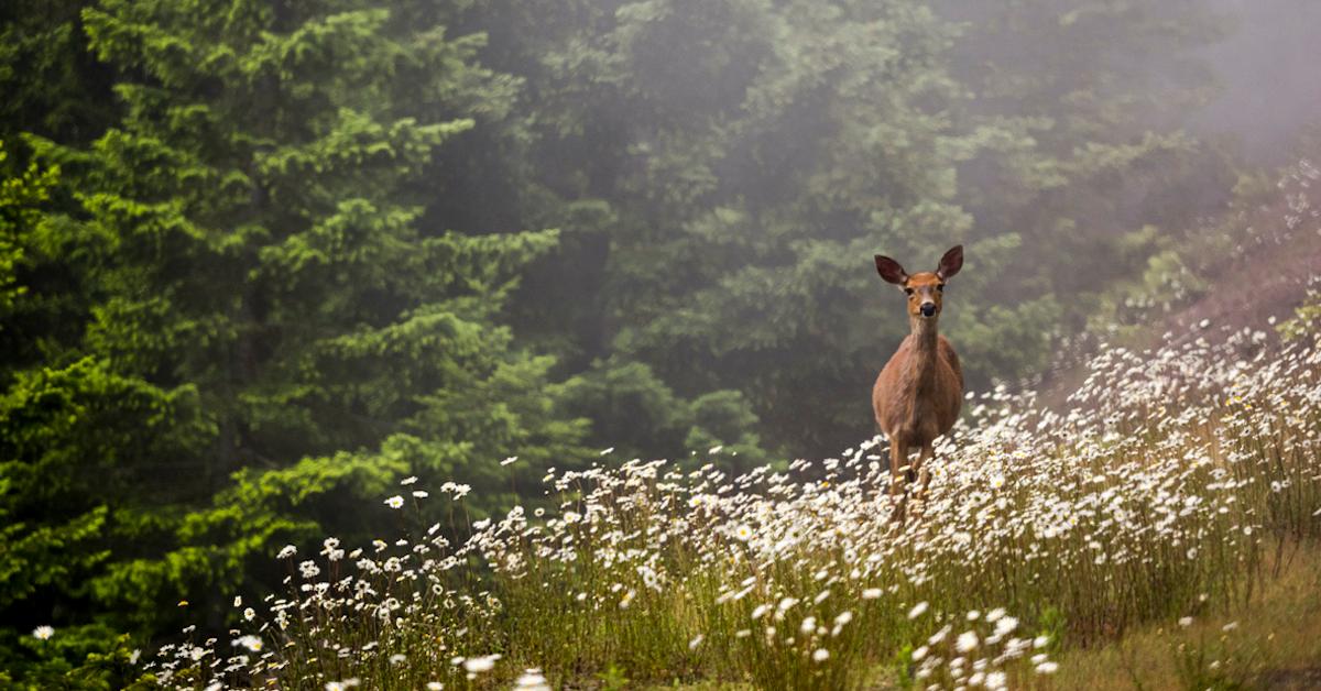 washington wildlife deer