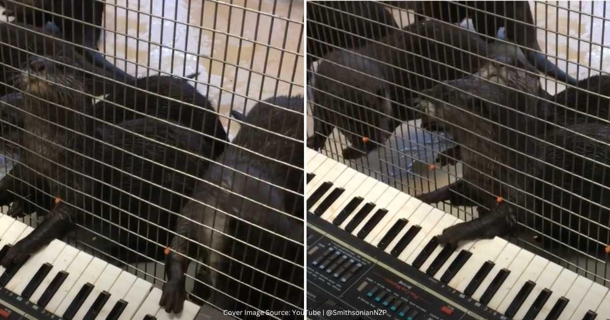 Screenshots of Otters playing piano in a zoo. (Cove Image Source: YouTube | @SmithsonianNZP)