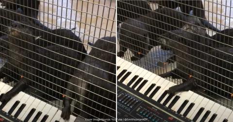 Screenshots of Otters playing piano in a zoo. (Cove Image Source: YouTube | @SmithsonianNZP)