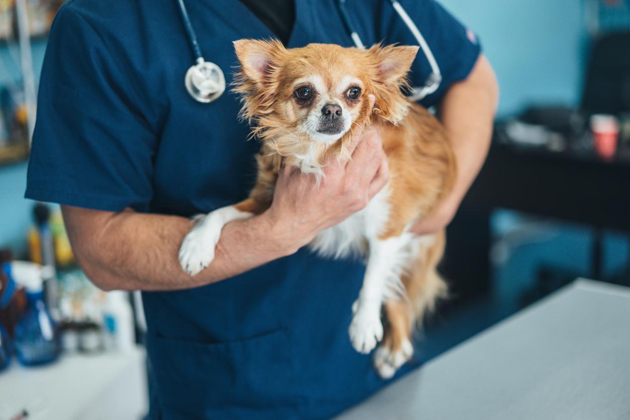 Close up of a wide-eyed Chihuahua being held in a veterinarian's arms.