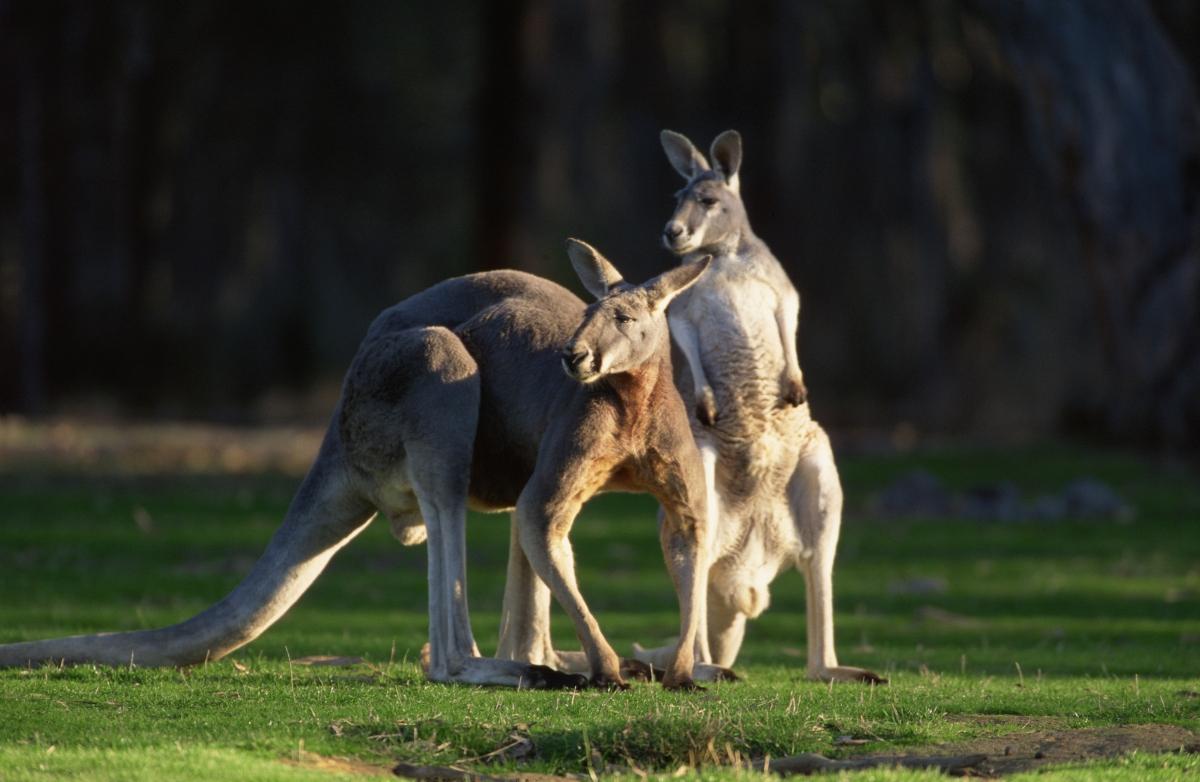 Two kangaroos on a savannah.