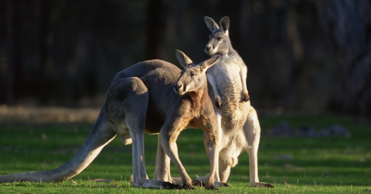 Kangaroo's