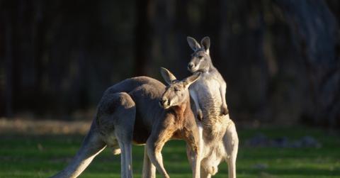 Two kangaroos on a savannah.
