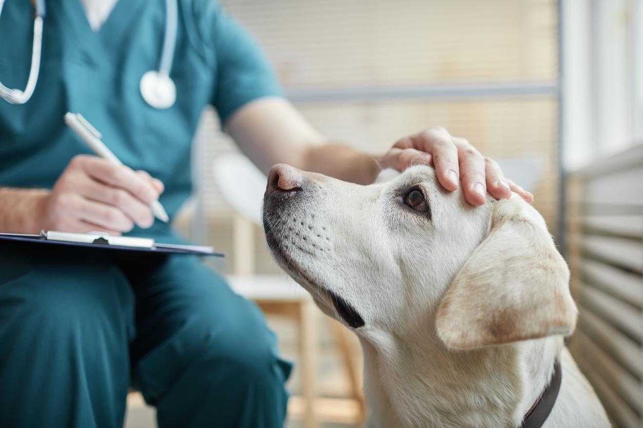 A veterinarian places one hand atop a dog's forehead.