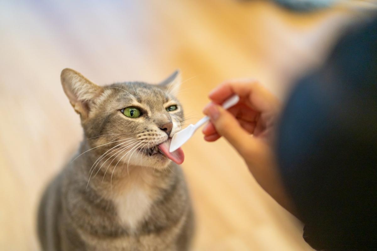 Is peanut butter outlet good for cats