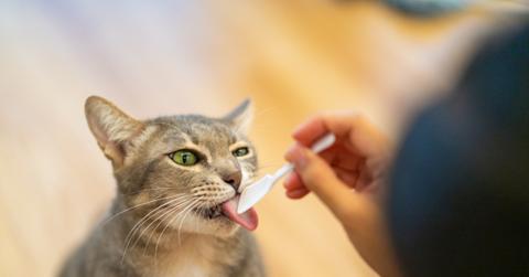 grey cat licking treat from spoon