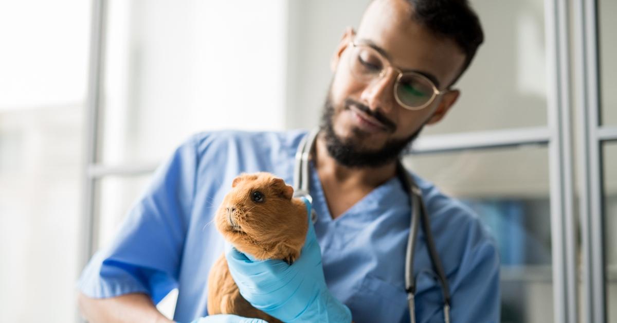 A veterinarian with a guinea pig.