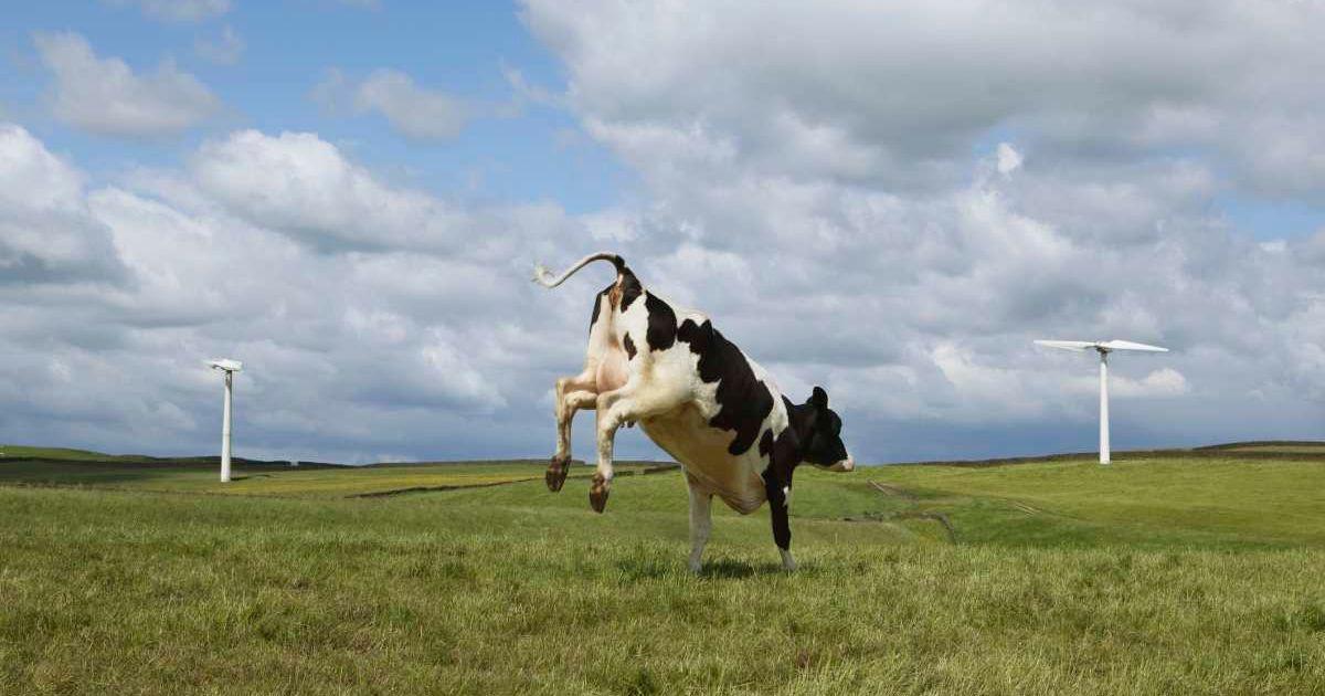 A black and white cow hops on a grassland in Ilkley, West Yorkshire, UK (Representative Cover Image Source: Getty Images | Clarissa Leahy)