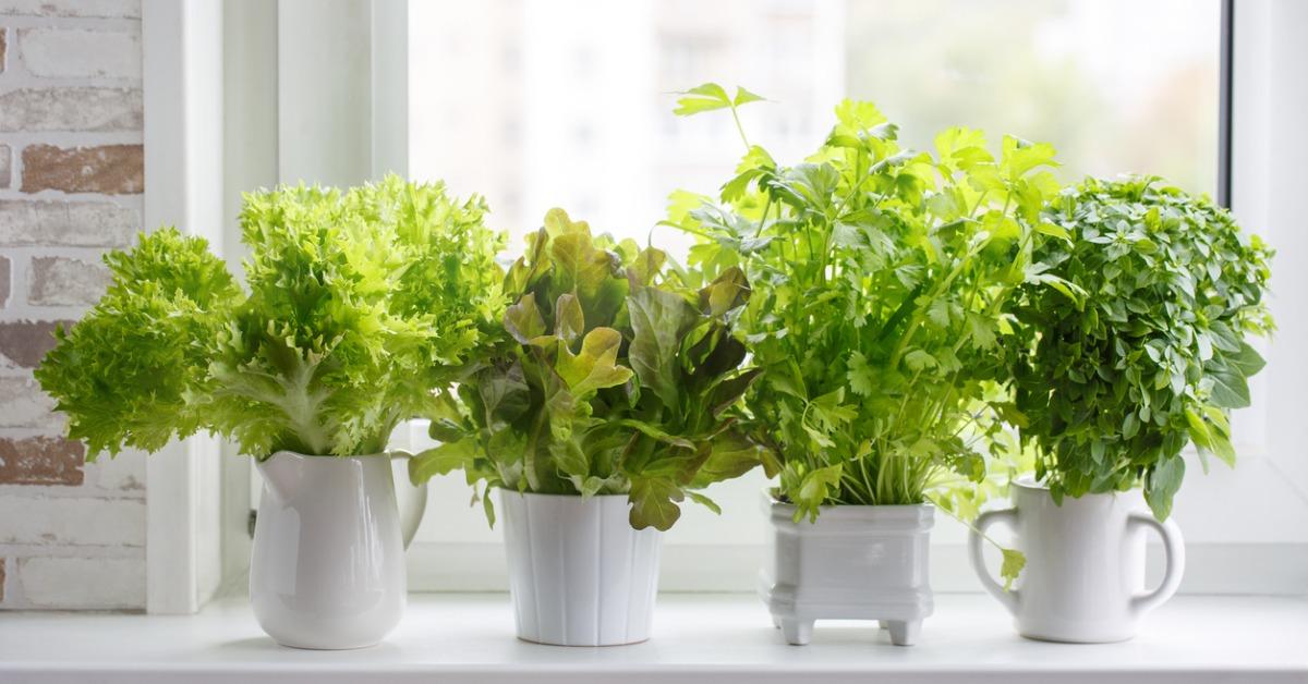 fresh aromatic culinary herbs in white pots on windowsill lettuce picture id