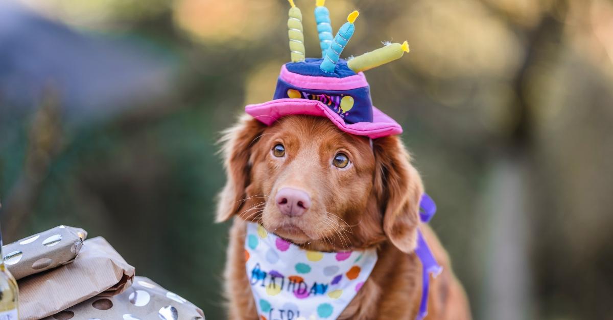 Dog wearing birthday cake hat. 