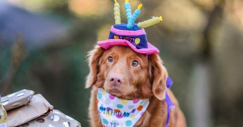 Dog wearing birthday cake hat.