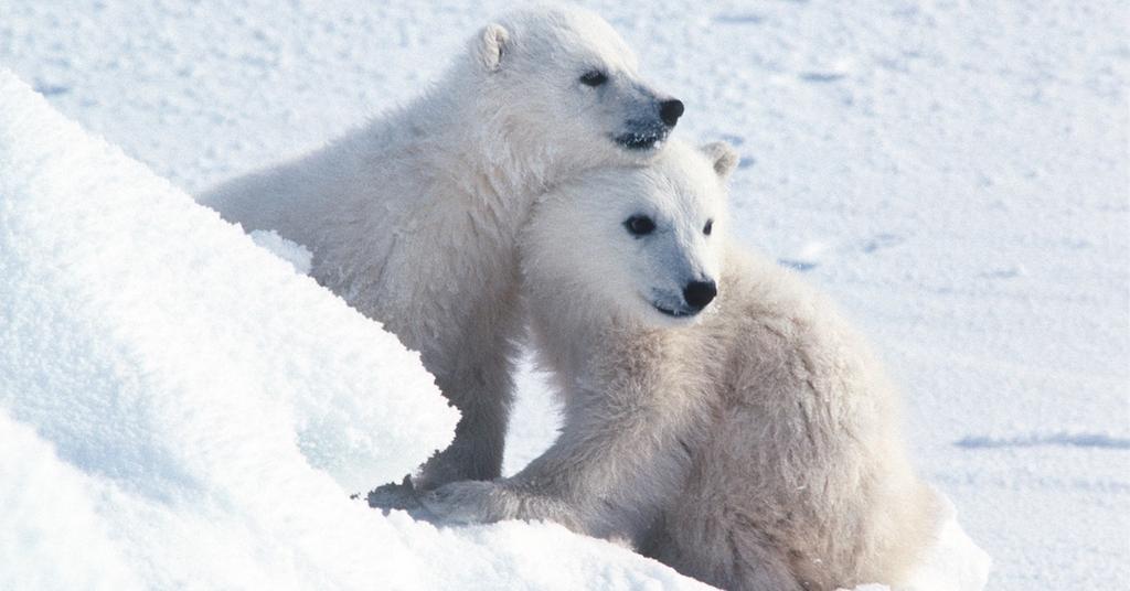 International Polar Bear Day 2024 When It Is, How to Celebrate