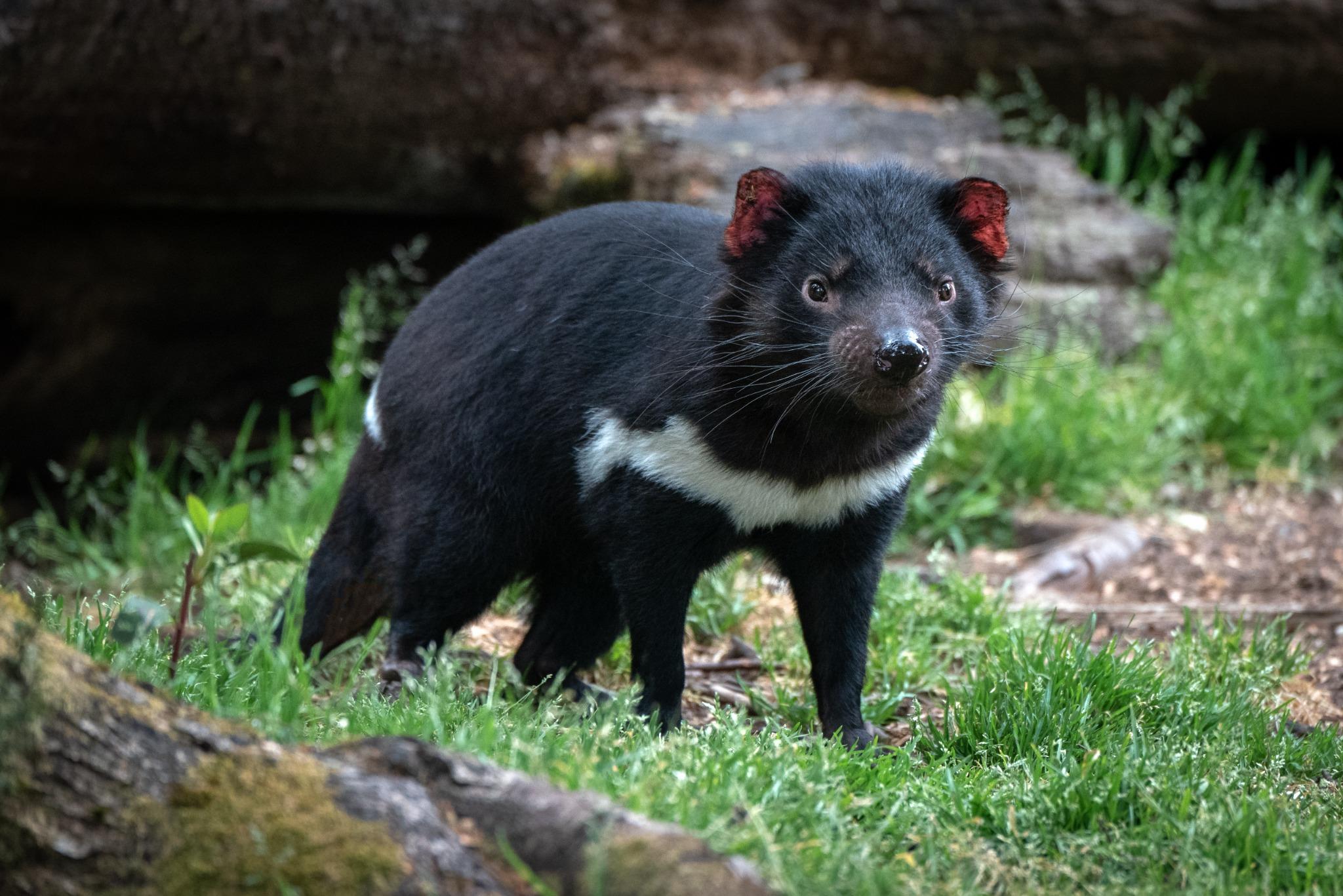 Save the Tasmanian Devil From a Contagious Cancer
