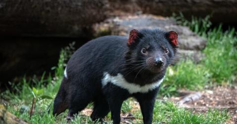 Save the Tasmanian Devil From a Contagious Cancer