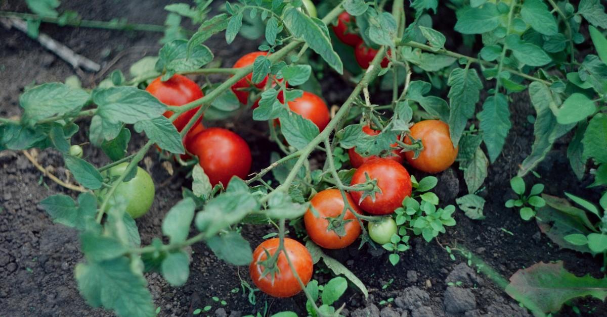 A close-up of some tomatoes on the vine