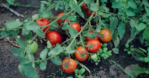A close-up of some tomatoes on the vine