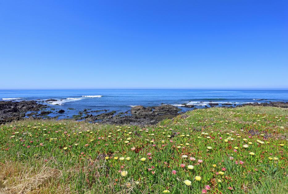 A field of flowering ice succulent plants on the California shoreline. 