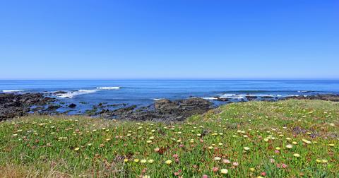 A field of flowering ice succulent plants on the California shoreline.
