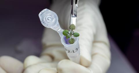 plants grow in moon soil