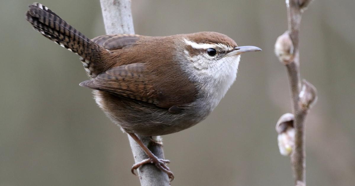 A Bewick's Wren perched on a branch.