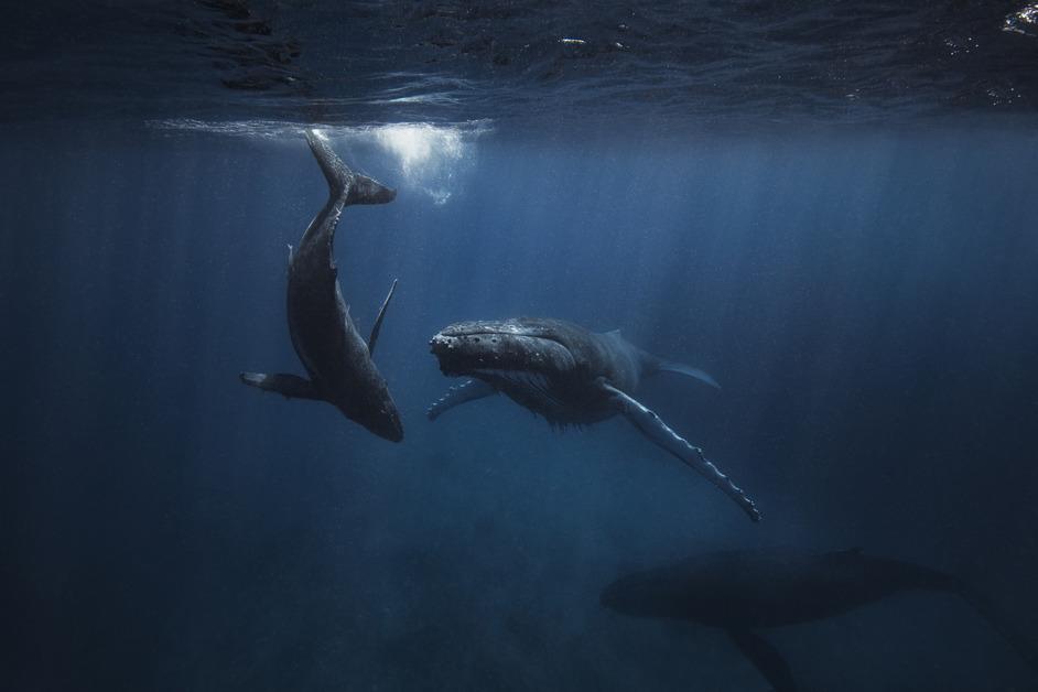 Stock photo of two humpback whales. 