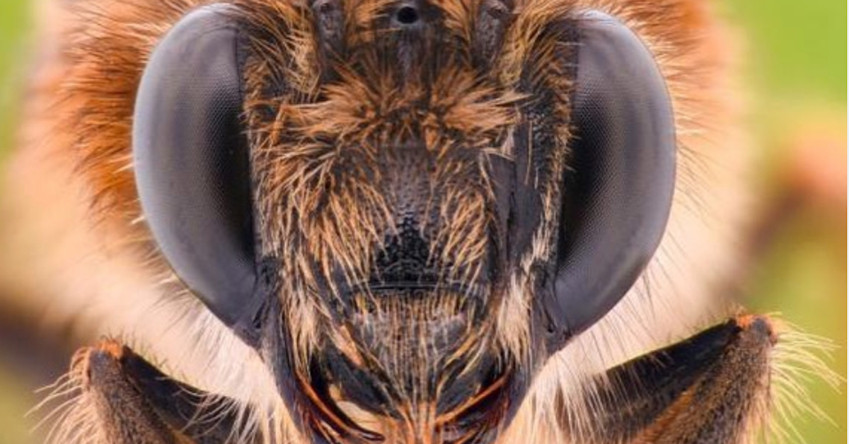 What Happens to Bees in the Winter? Here's Why You Don't See Them Much