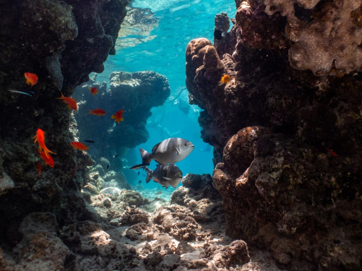 fish swimming in a coral reef