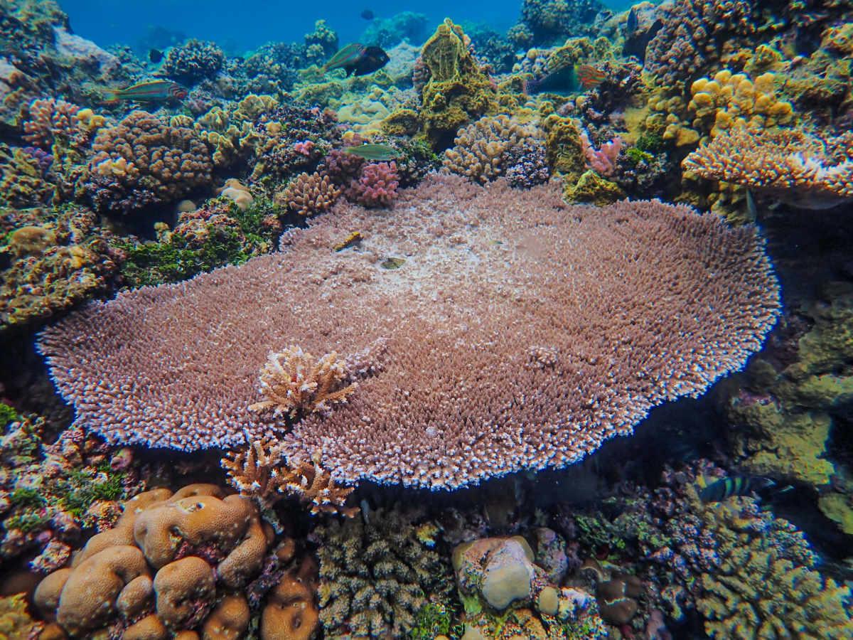 pn/aeabd ce  b dcdec