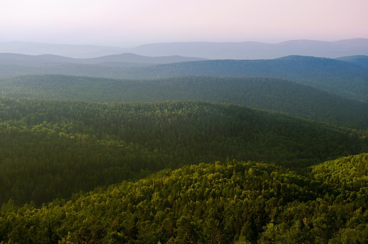 boreal forest