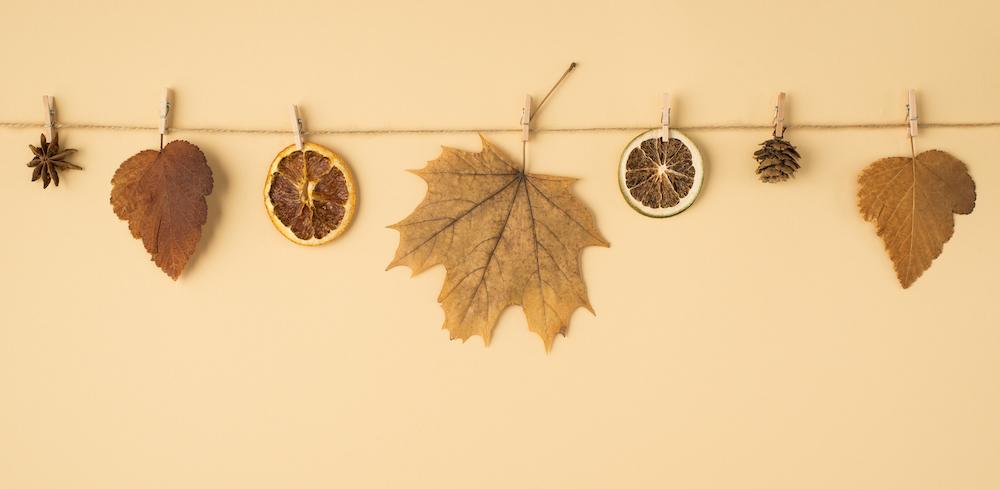 Dried Fruit and Leaves