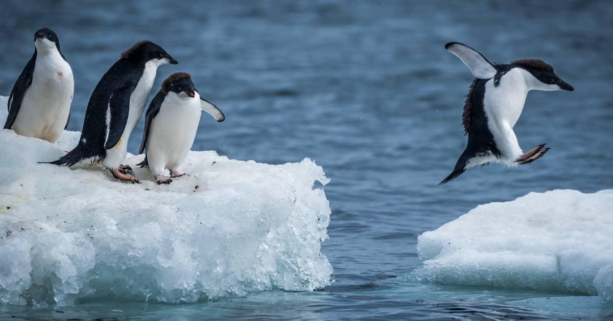 Three penguins on one ice float and a fourth one hopping over to another ice float 