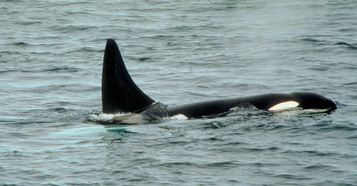 Stranded whales swim back into danger, Whales