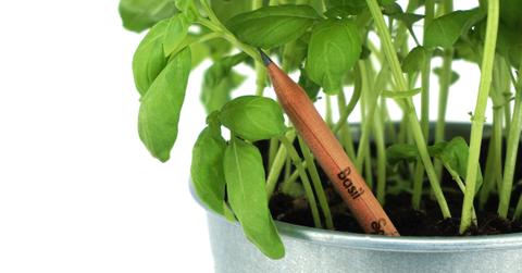 Sprout_pencil_flowerpot_basil_green