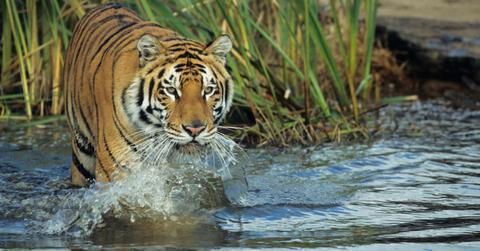 Protect Endangered Species