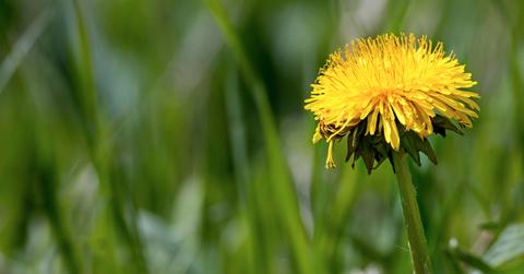 eco friendly weed killer