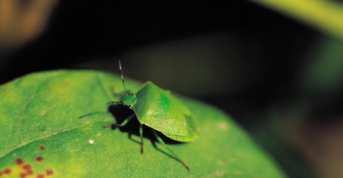 Stink Bug Invasion