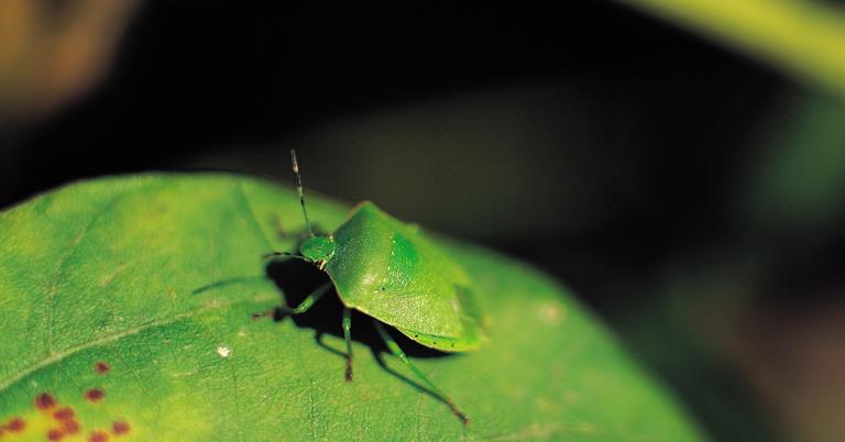 why-are-the-stink-bugs-so-bad-this-year-they-re-getting-worse