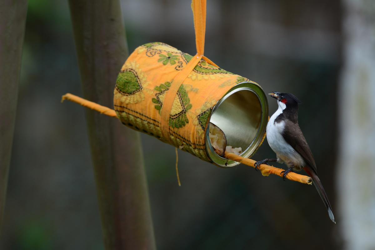 bird feeder