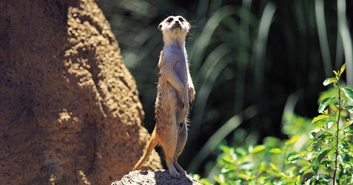 Vigilant meerkat