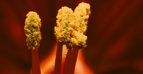 A closeup of three pieces of a flower covered in powdery yellow pollen