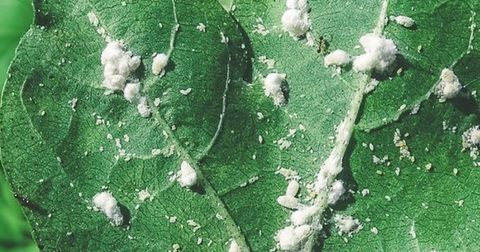 Where Do Mealybugs Come From? They're Every Plant Parent's Nightmare