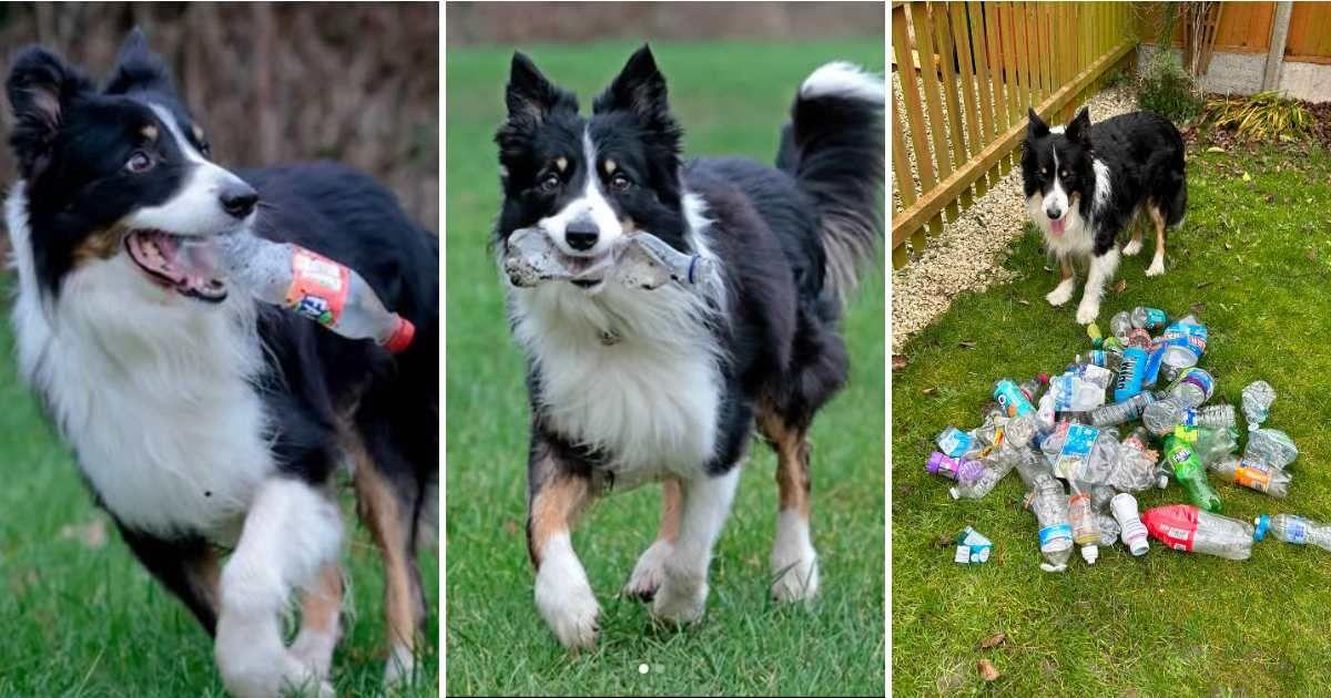 Dog owner shares pictures of their intelligent border collie who helped them tidy up the streets by collecting plastic bottles littered (Cover Image Source: Instagram | @gdav74)
