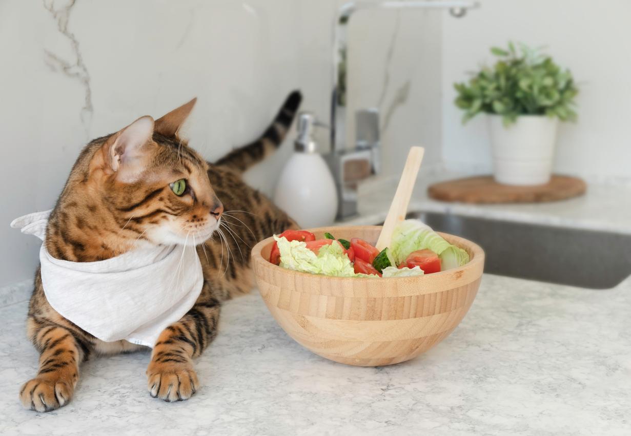 A bengal cat with a white bib sits next to a wooden bowl of salad on a marble countertop.