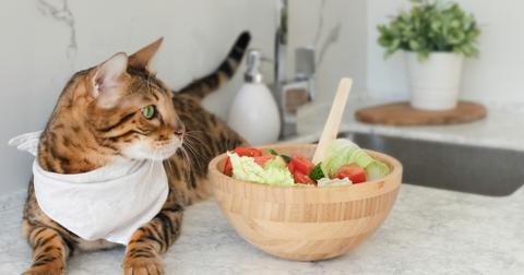 A bengal cat with a white bib sits next to a wooden bowl of salad on a marble countertop.