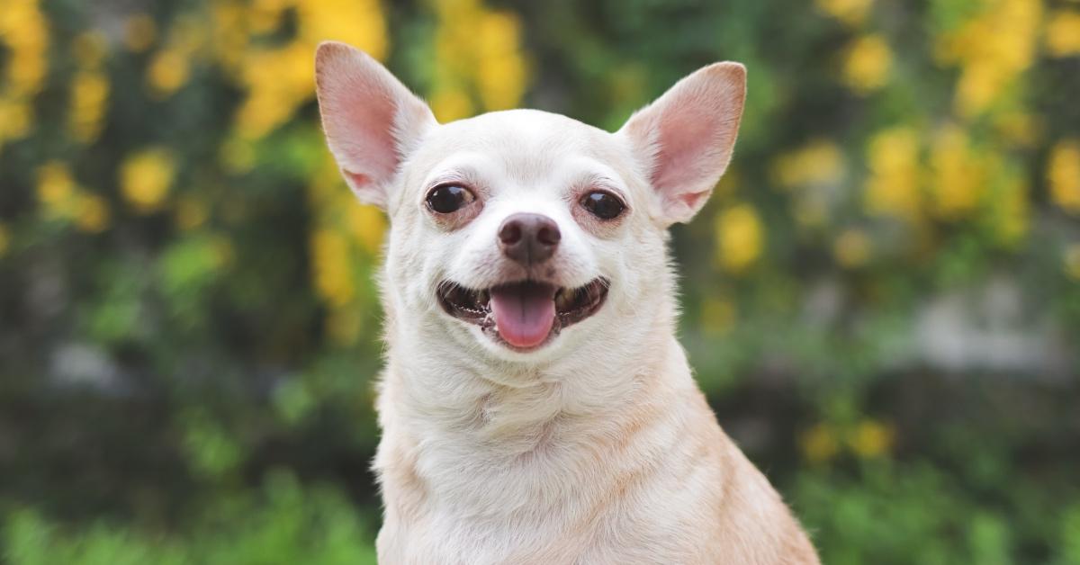 Tan Chihuahua facing the camera with yellow flowers in the background. 